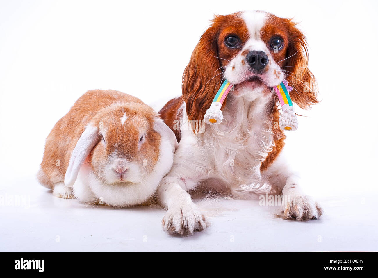 Dog with lop bunny rabbit. Animal friends Stock Photo - Alamy