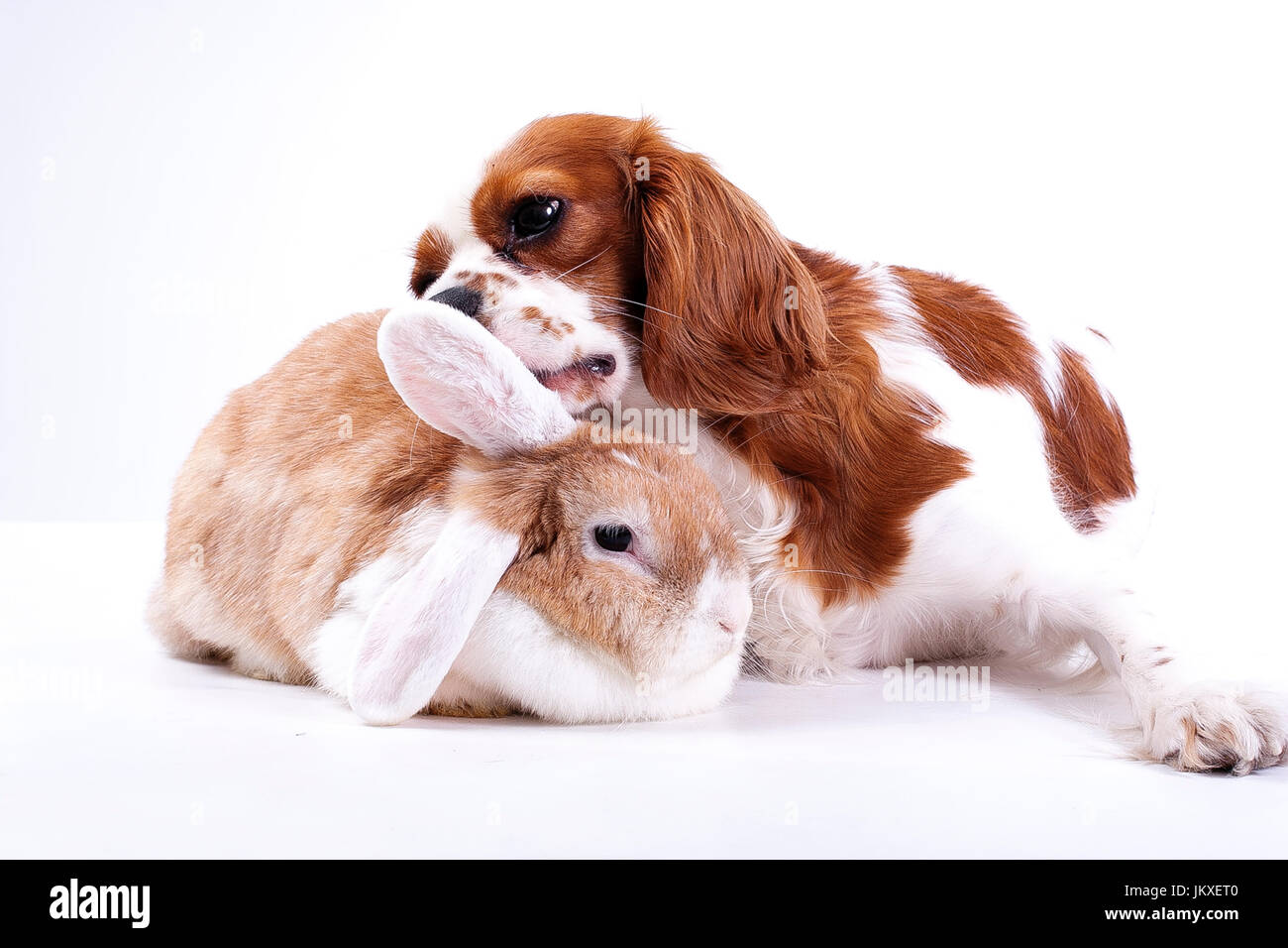Dog with lop bunny rabbit. Animal friends Stock Photo - Alamy
