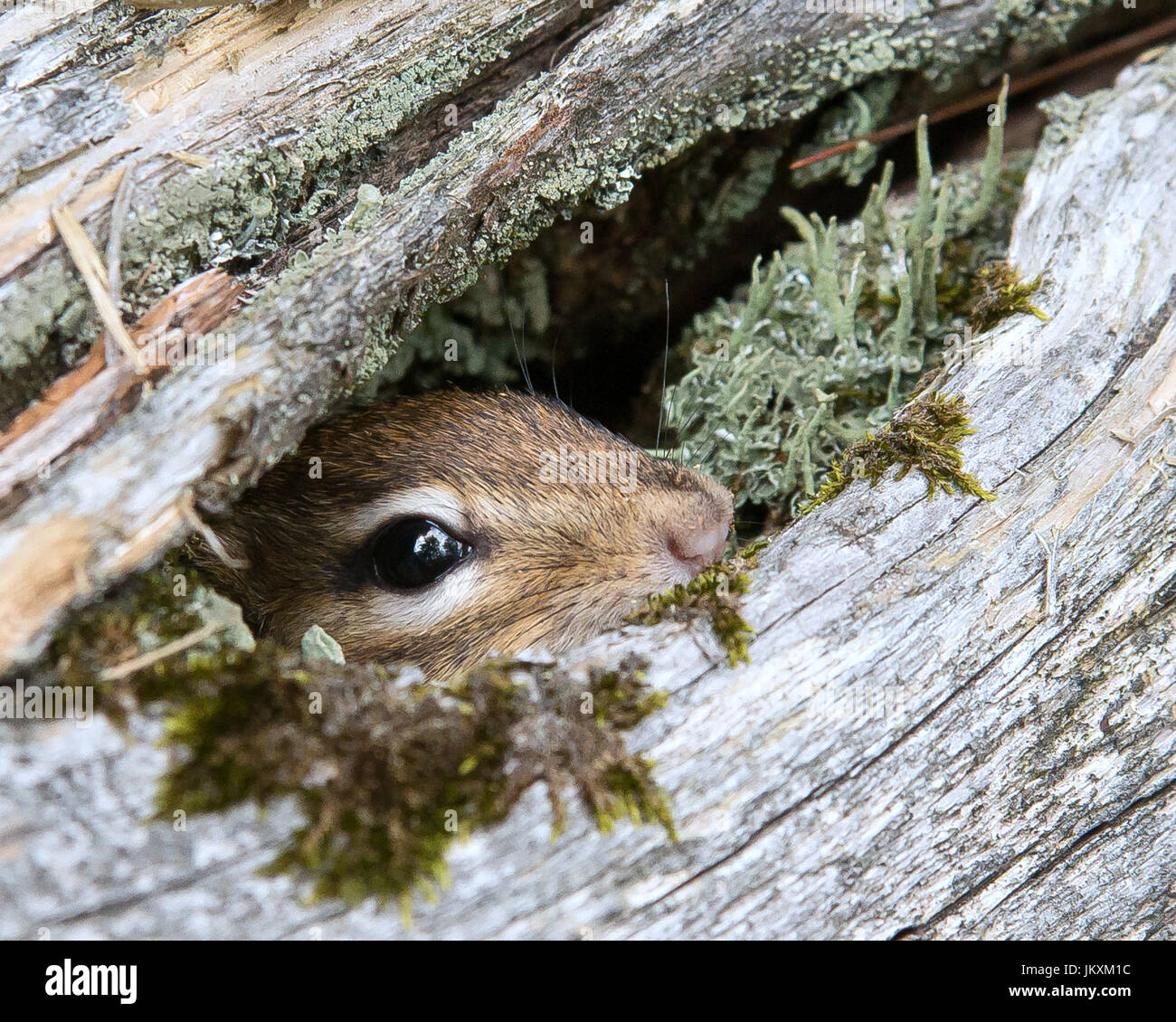 Chipmunk playing hide and seek Stock Photo