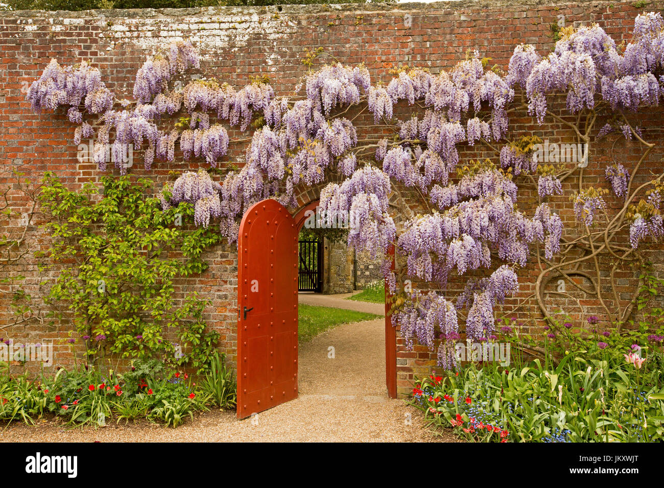 Panoramic view of Wisteria chinensis growing and with mass of lilac flowers draped across high brick wall of English garden with open door Stock Photo