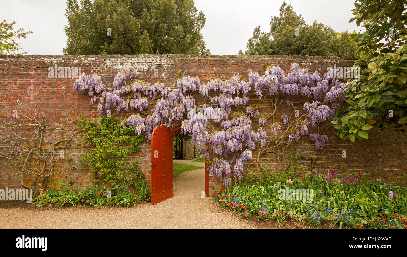 Panoramic view of Wisteria chinensis growing and with mass of lilac flowers draped across high brick wall of English garden with open door Stock Photo