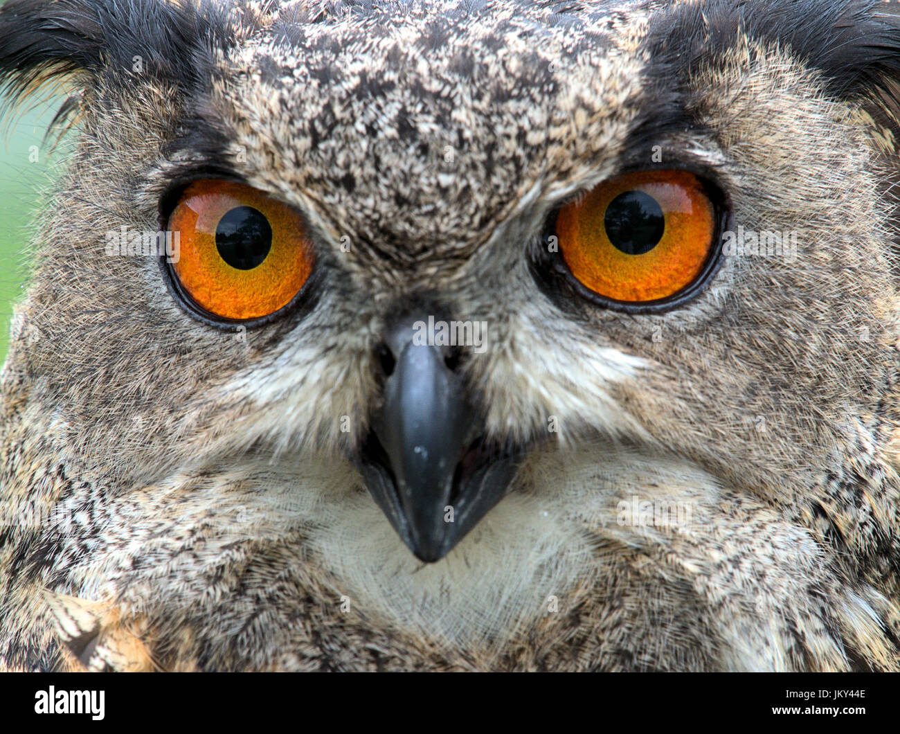 Image made during a raptor demonstration at the National Wildlife