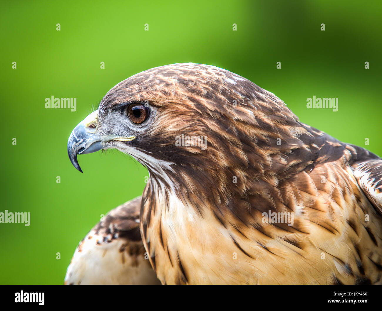 Image made during a raptor demonstration at the National Wildlife ...