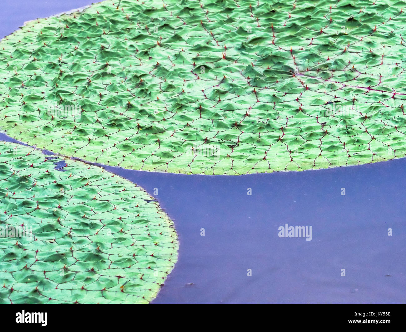 Kenilworth Aquatic Gardens, Washington, DC, 21 July 2017 Stock Photo