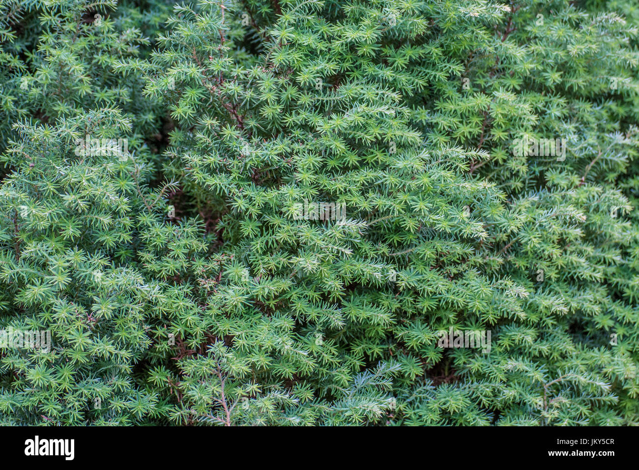 juniperus communis or Juniper growing on a wall Stock Photo