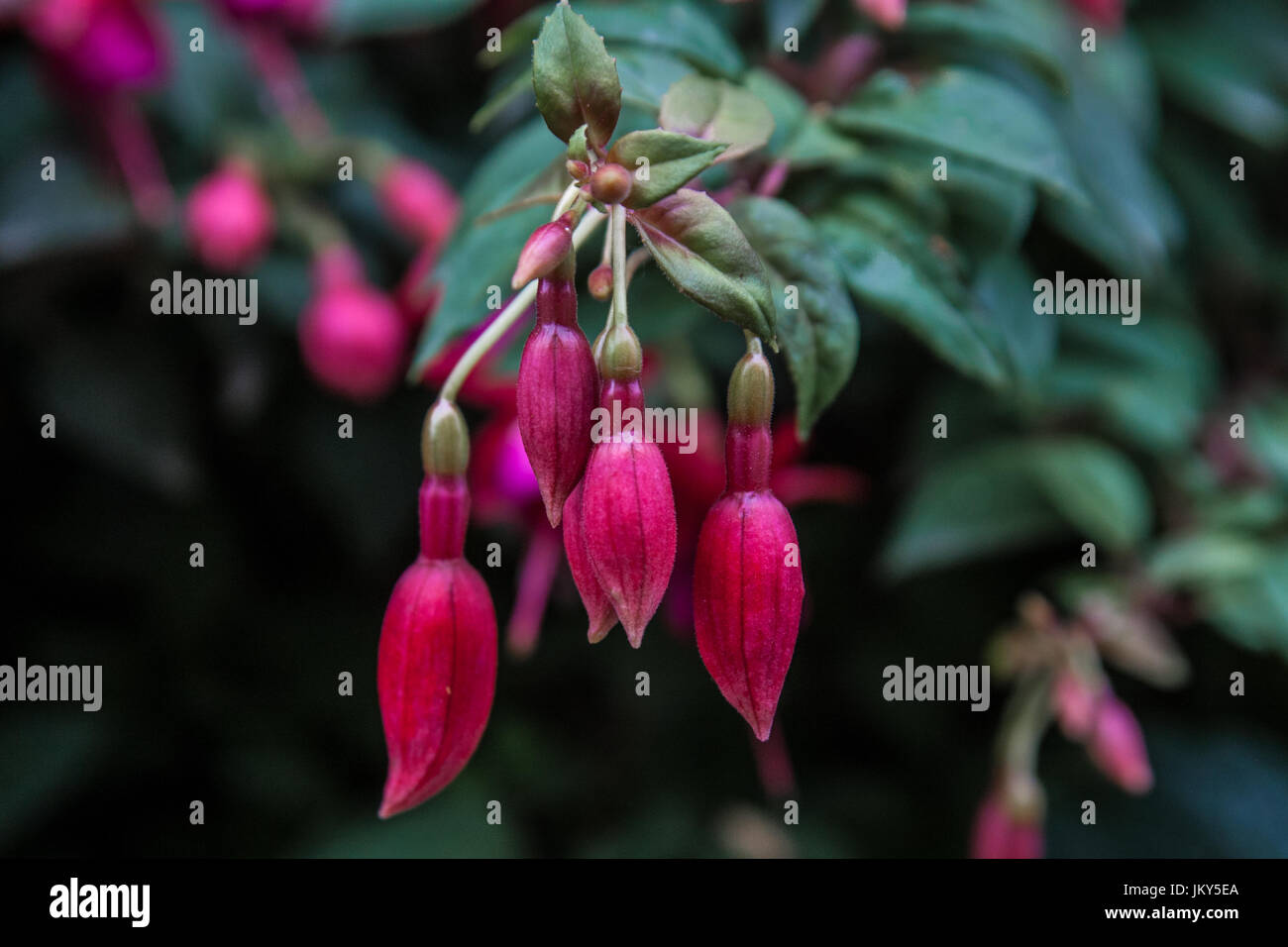 Pink Fuchsia magellanica blossom Stock Photo