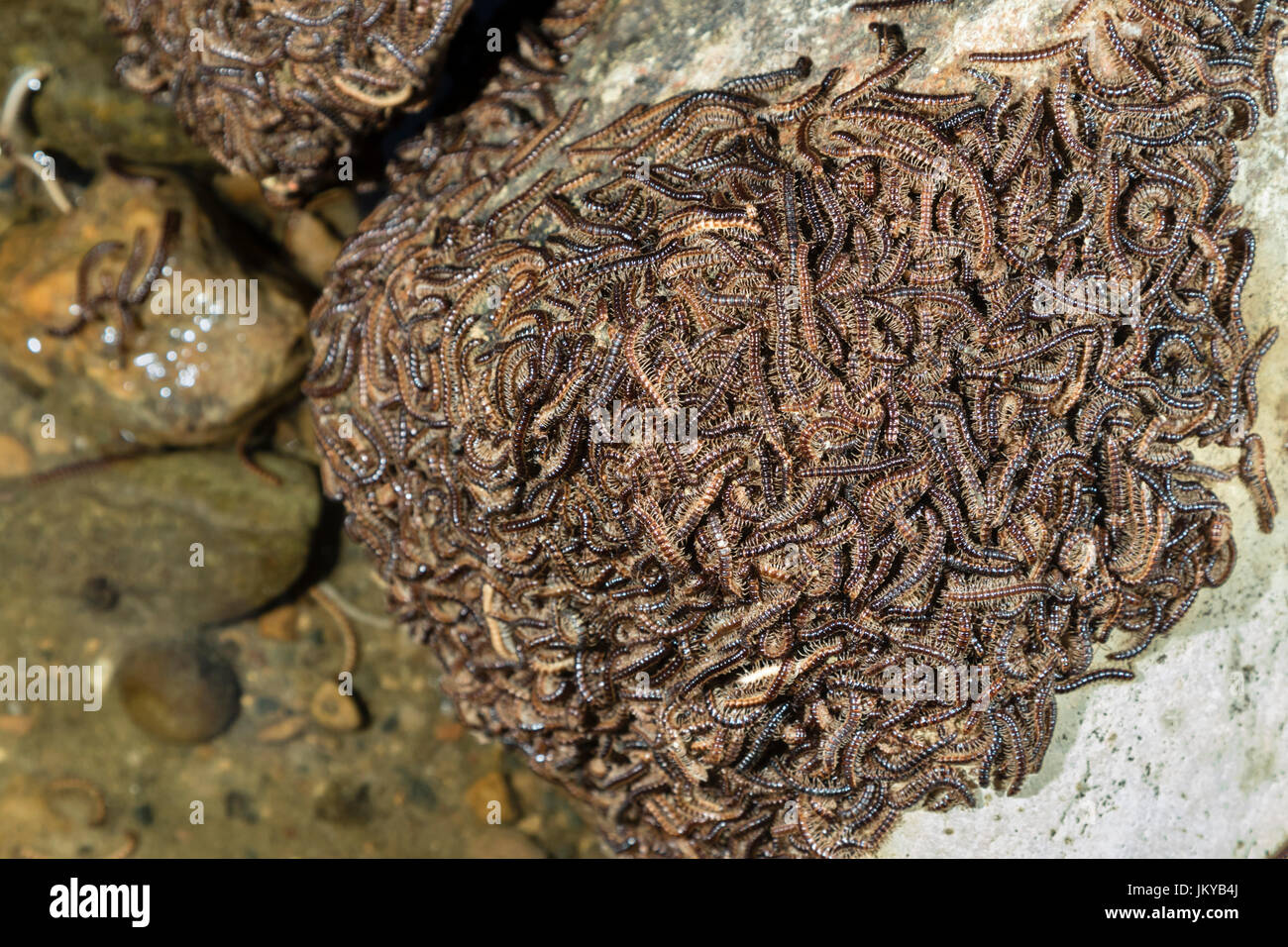 Multiple Greenhouse Millipedes (Oxidus gracilis) gathering on a rock during mating period, Ledges State Park, Iowa, USA Stock Photo