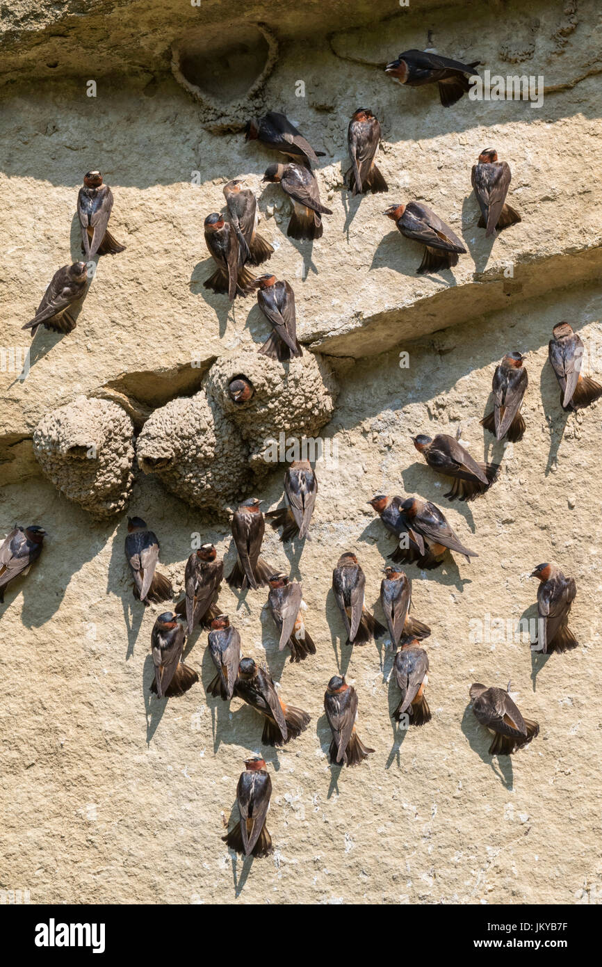 American cliff swallows (Petrochelidon pyrrhonota) flocking on rocky wall near the nests, Ledges State Park, Iowa, USA Stock Photo