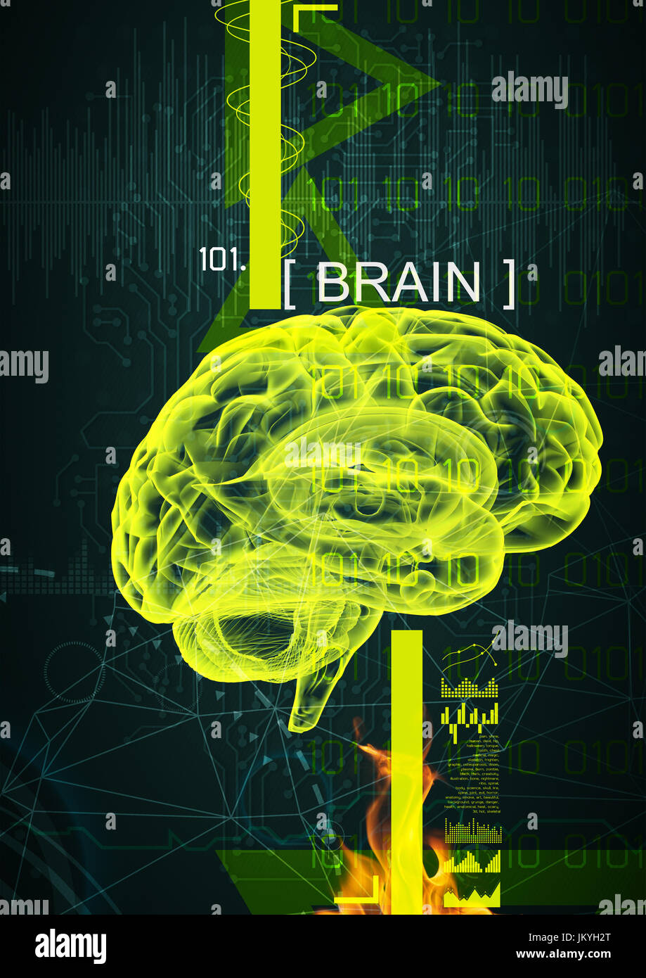 3d illustration of human brain by x- ray on background Stock Photo - Alamy