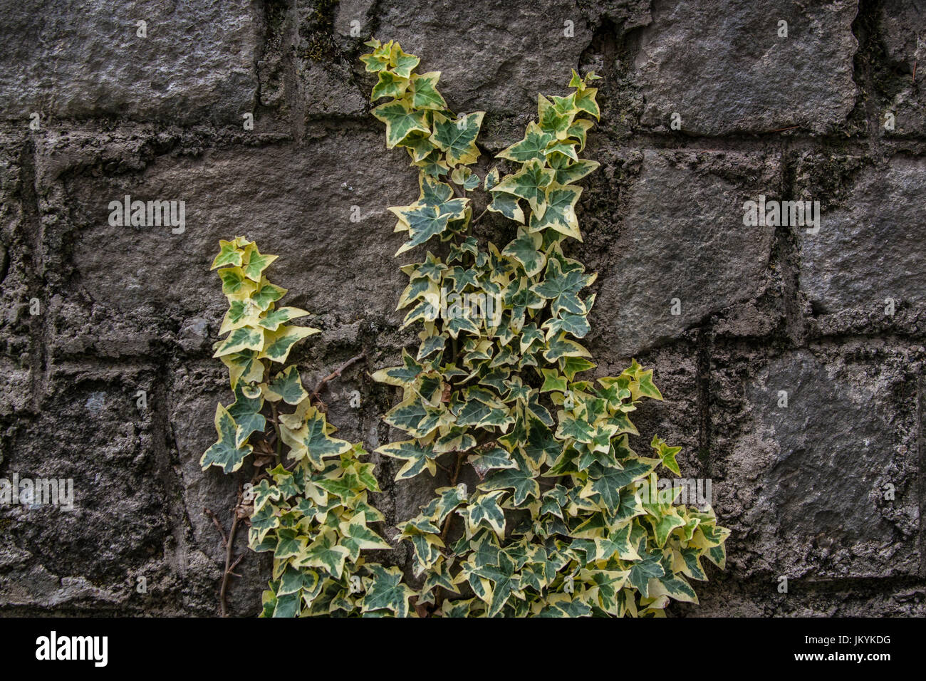 Hedera helix on a Rock Wall Stock Photo