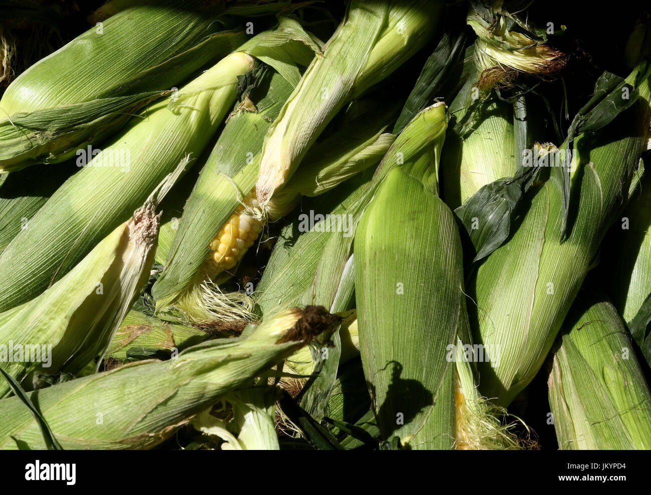 A pile of fresh sweet corn covered in green husks Stock Photo Alamy