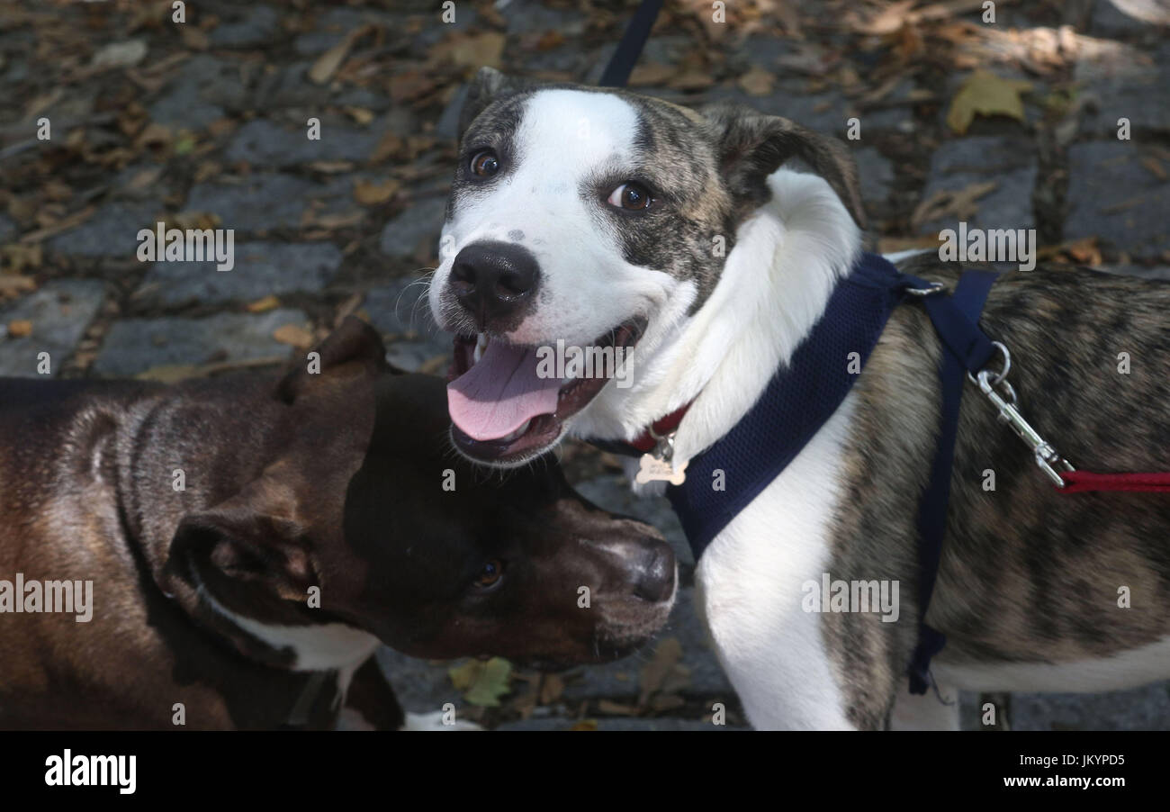 A boxer mix and pit bull mix greet each other on cobblestones and fallen leaves Stock Photo