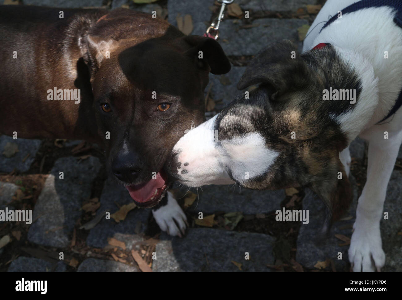 A boxer mix and pit bull mix greet each other on cobblestones and fallen leaves Stock Photo