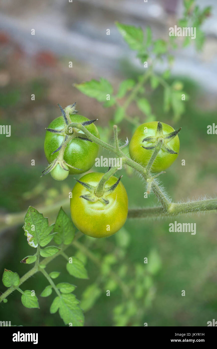 small green tomatoes, tomatoes on the vine Stock Photo