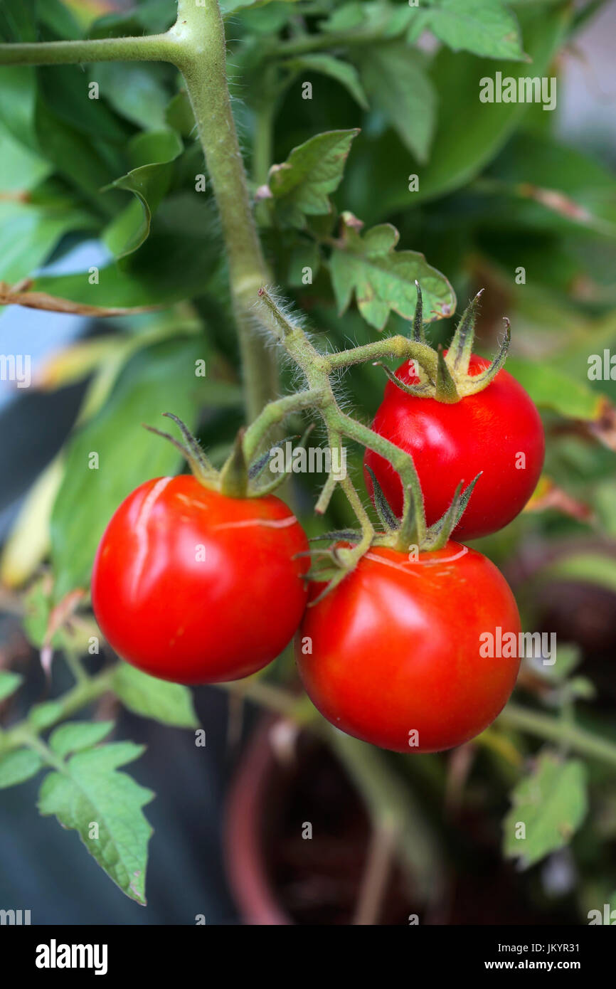 red tomatoes, tomatoes on the vine Stock Photo