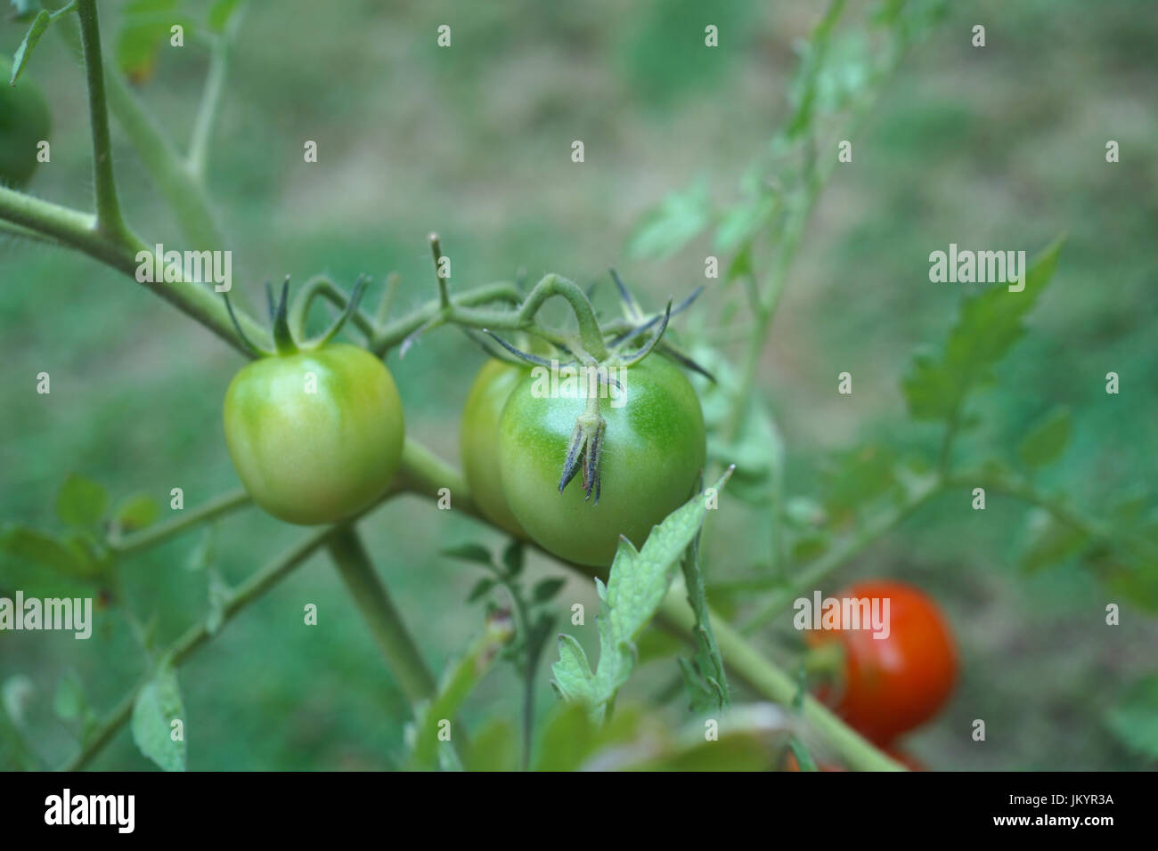 tomato fruit green and red,  green and red tomatoes, tomatoes on the vine Stock Photo