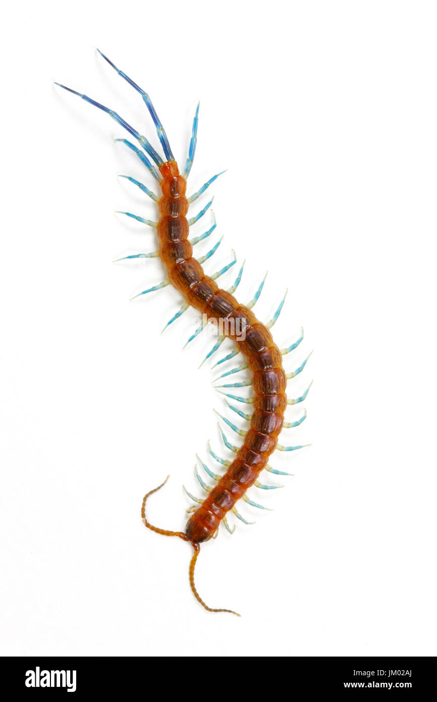 Beautiful tropical centipede (Scolopendromorpha) on white background Stock Photo