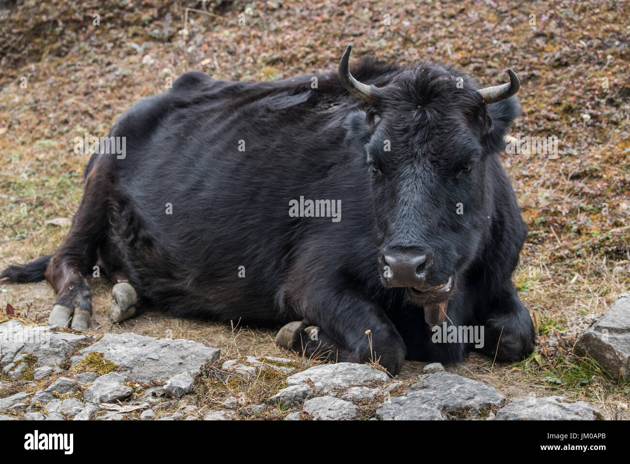 Yak live in nature around pathway on the road on mountain Stock Photo