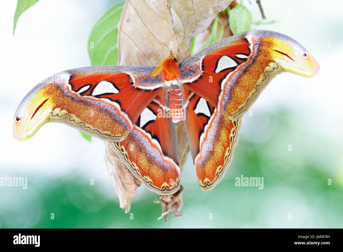 A new adult Atlas moth emerge from the cocoon. Atlas moth (Attacus atlas) is the world largest moths found in the tropical and subtropical forests of Stock Photo