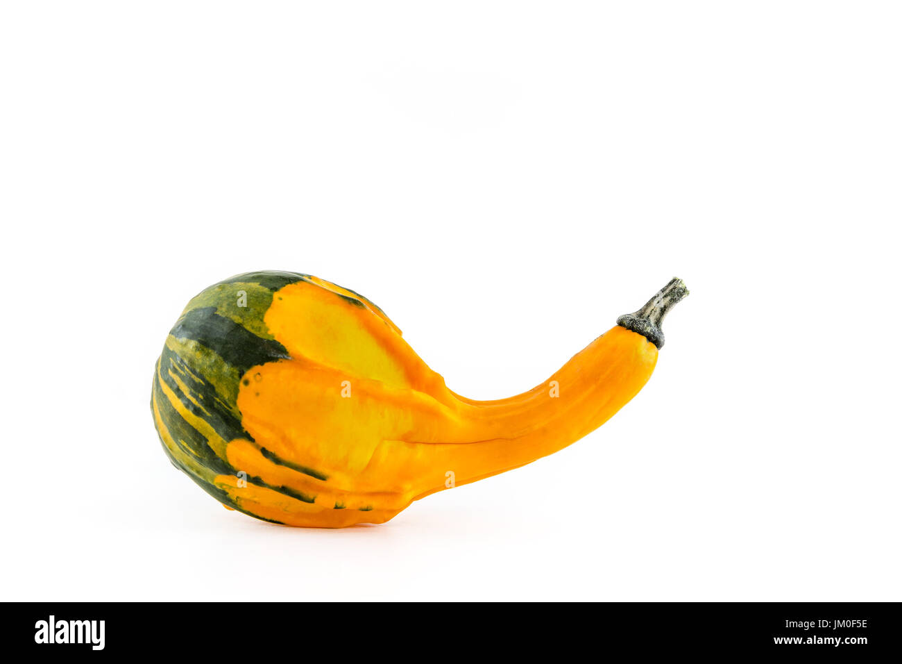 A single pumpkin (Crookneck squash) lies in front of a white background as a Cut-Outs Stock Photo