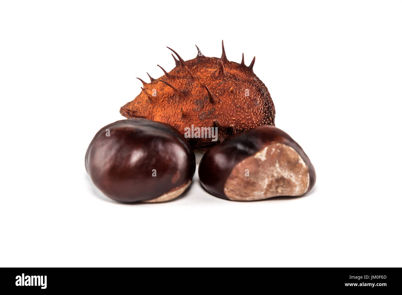 Beechnut Lie In Front Of White Background As A Cut Stock Photo Alamy