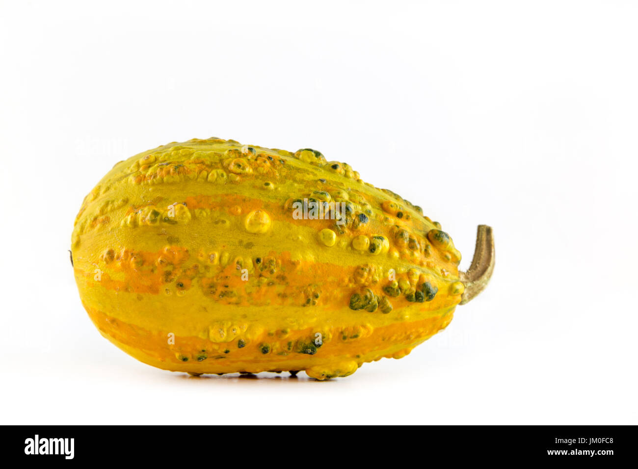 A single pumpkin (Delicata Squash) lies in front of a white background as a Cut-Outs Stock Photo