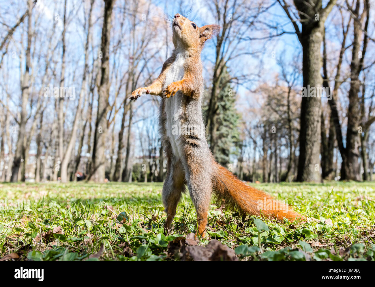 red squirrel standing upright on its hind legs on grass against blurred park background Stock Photo