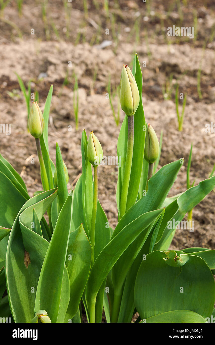 First spring flowers buds of tulips with leaves on flower bed Stock ...