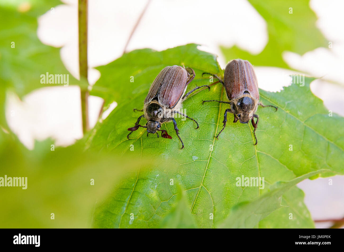 два майских жука сидели на березовом. книга великан на поляне майские жуки. два майских жука сидели на березовом. великан на поляне про майских жуков. два майских жука сидели на березовом.