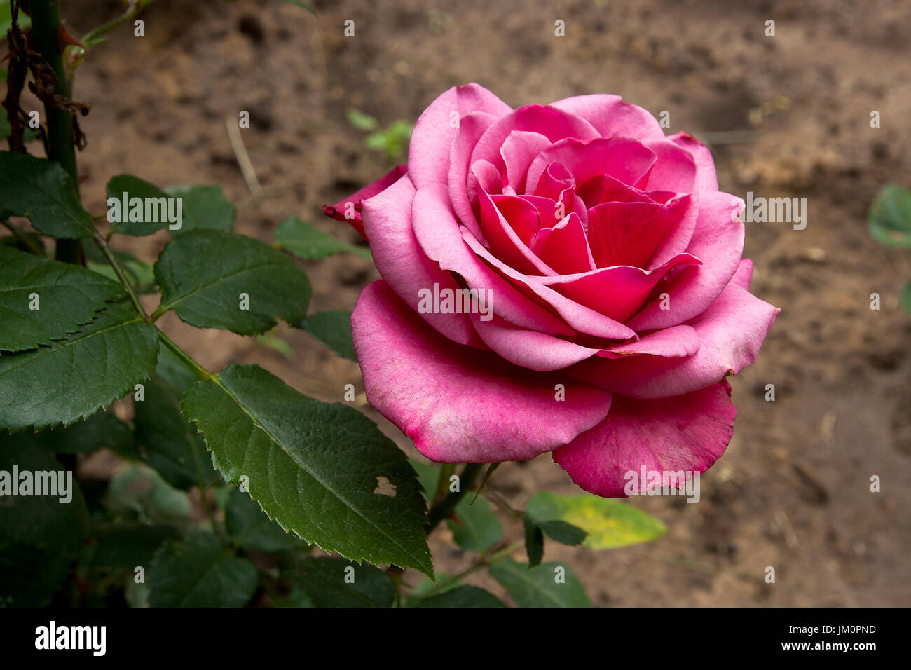 Beautiful pink rose opens its pedals among green leaves of the plant