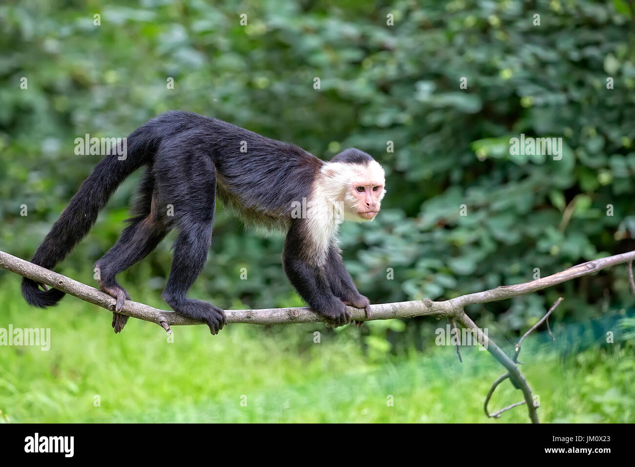 White-throated Capuchin in the wild Stock Photo