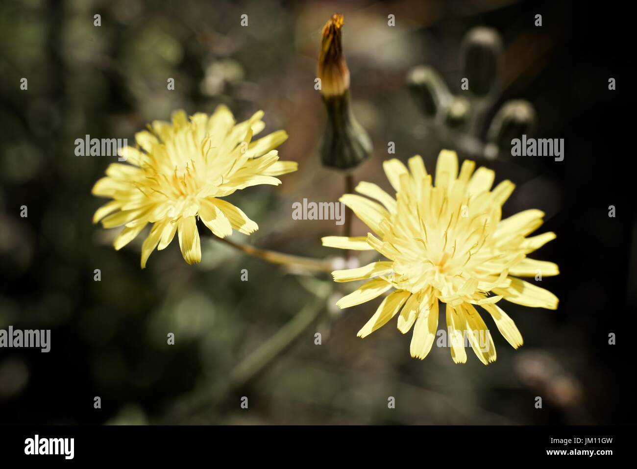 Wild flower close up in Zaragoza Province, Aragon, Spain. Stock Photo