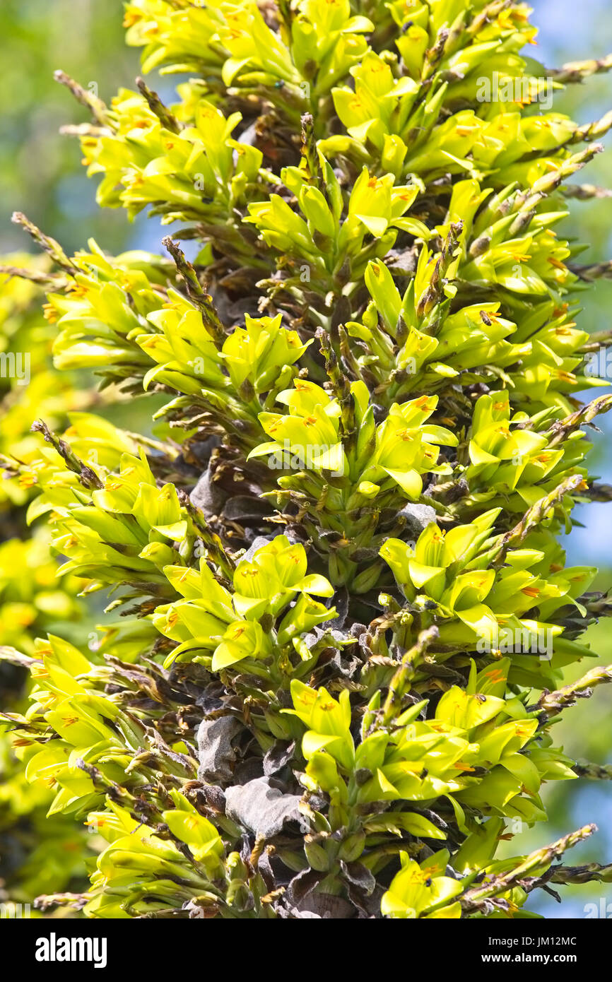 Puya chilensis hi res stock photography and images Alamy