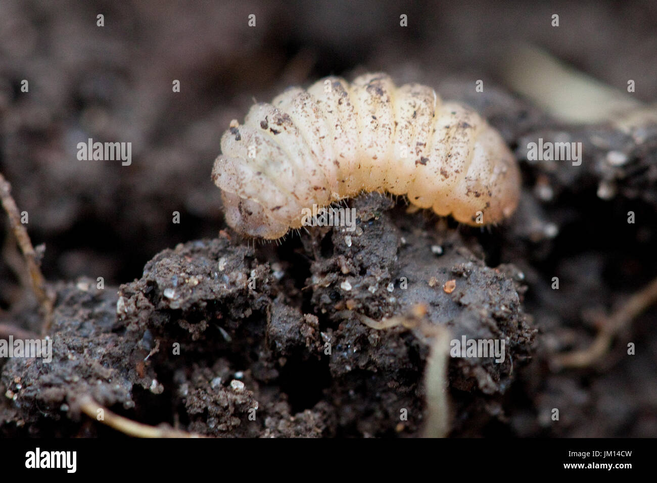 Fourth instar larva of the endangered Large Blue butterfly (Maculinea arion). Stock Photo