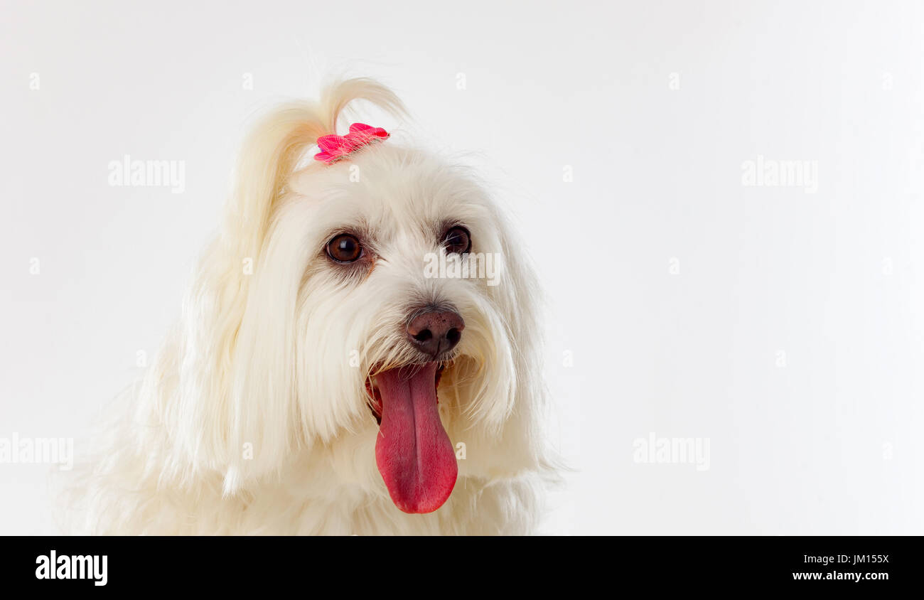 Portratit of a white dog with a pigtail Maltese bichon Stock Photo - Alamy