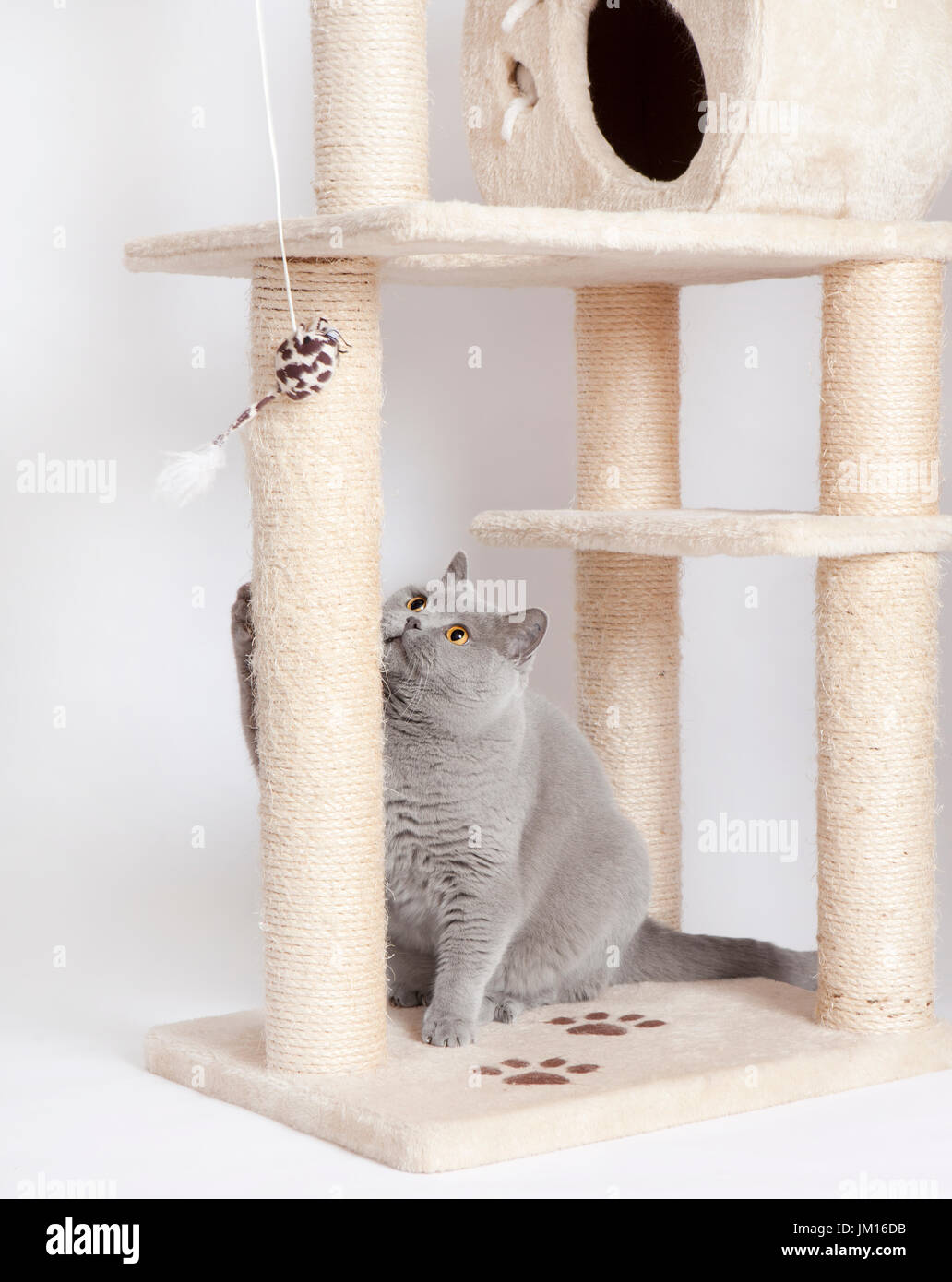 A gray british shorthaired cat playing with a scratching tree Stock