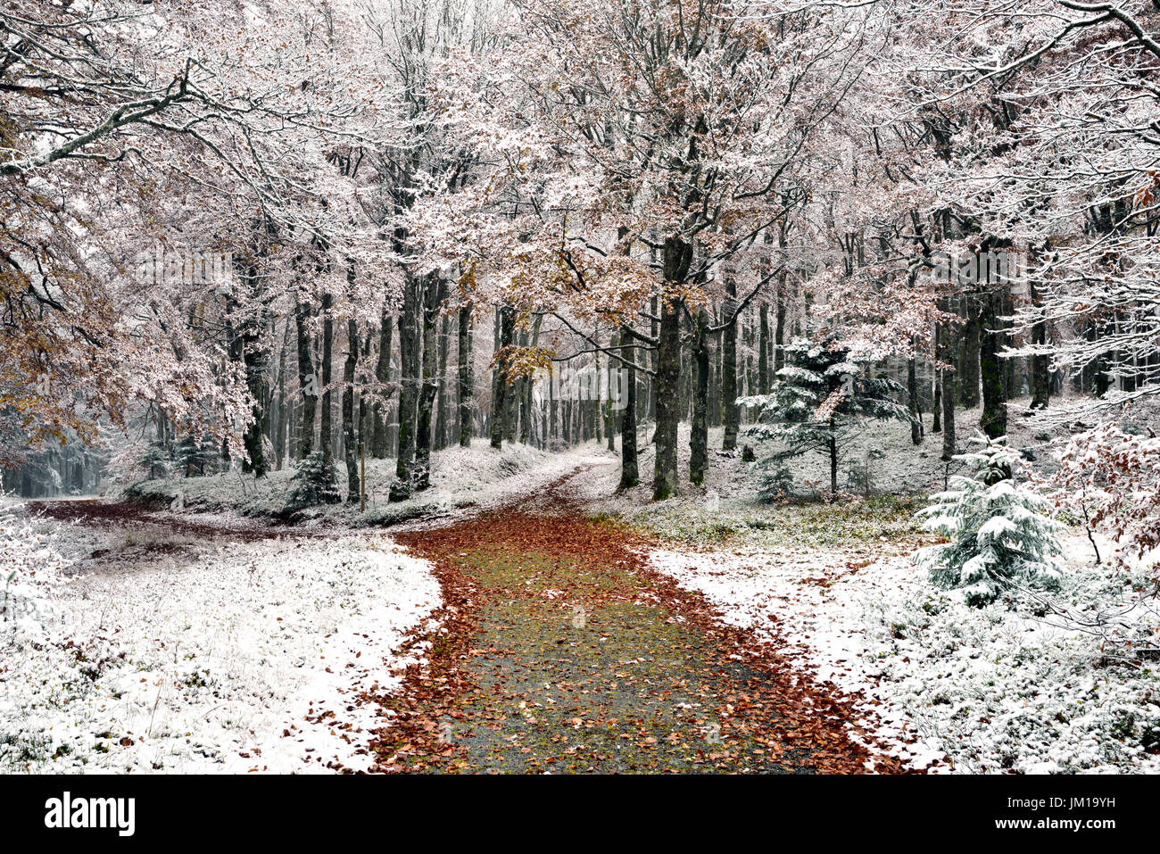 A winter view of a leafy footpath in a snow covered forest in Alsace, France Stock Photo