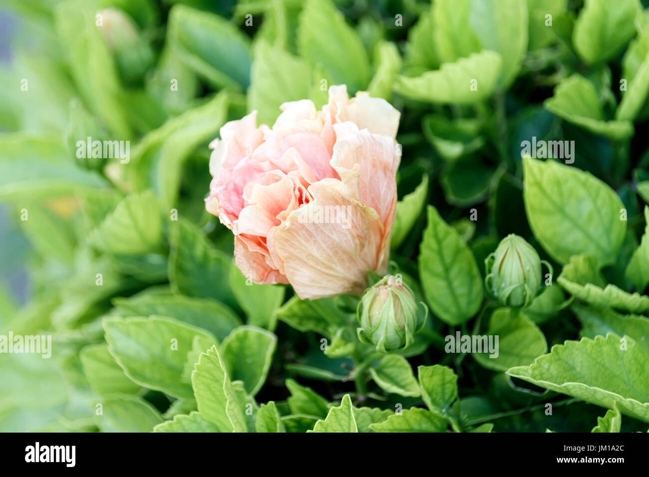 Hibiscus Buds High Resolution Stock Photography And Images Alamy