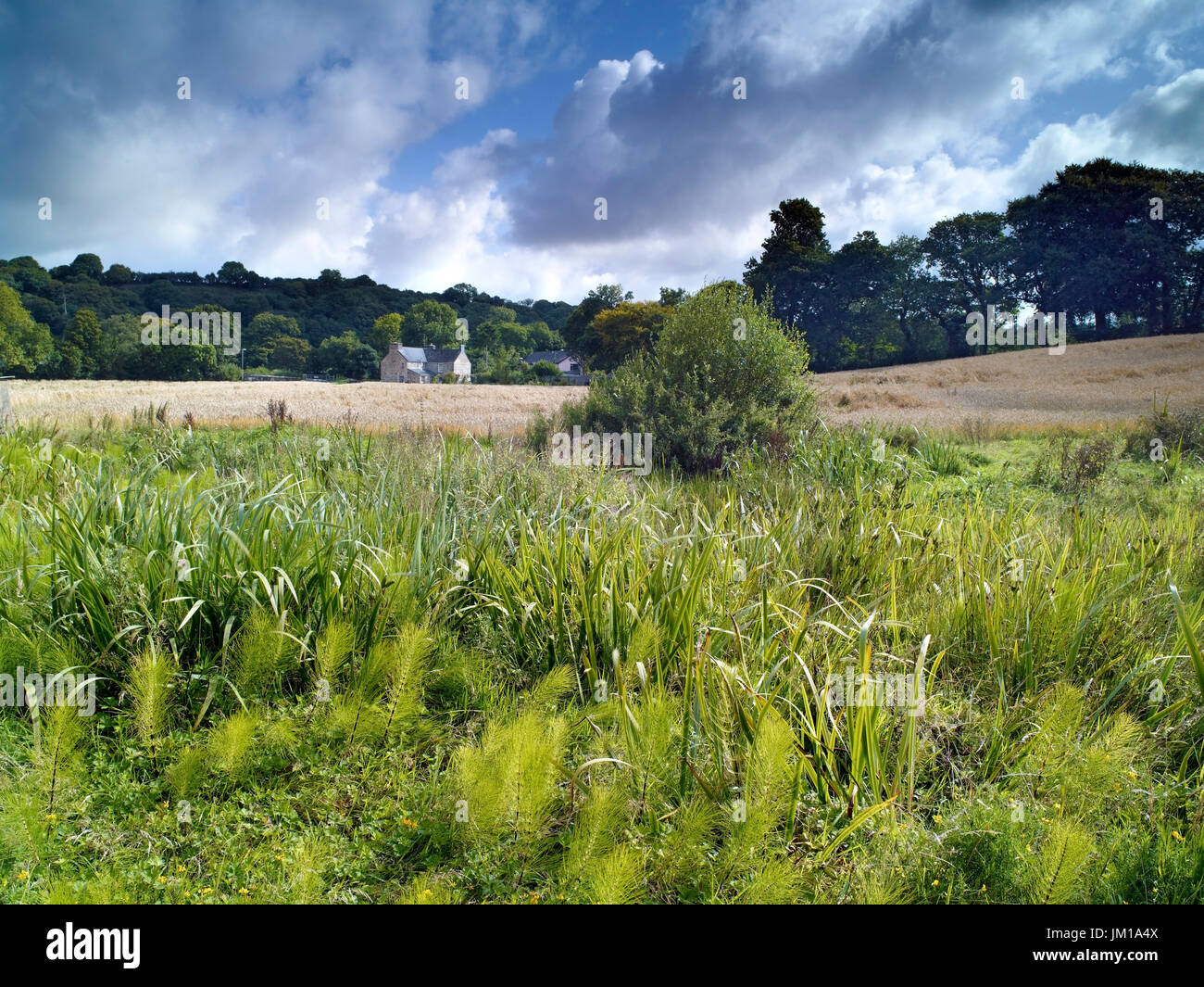 A summer view of the countryside near Nevern, Pembrokeshire, Wales, UK Stock Photo