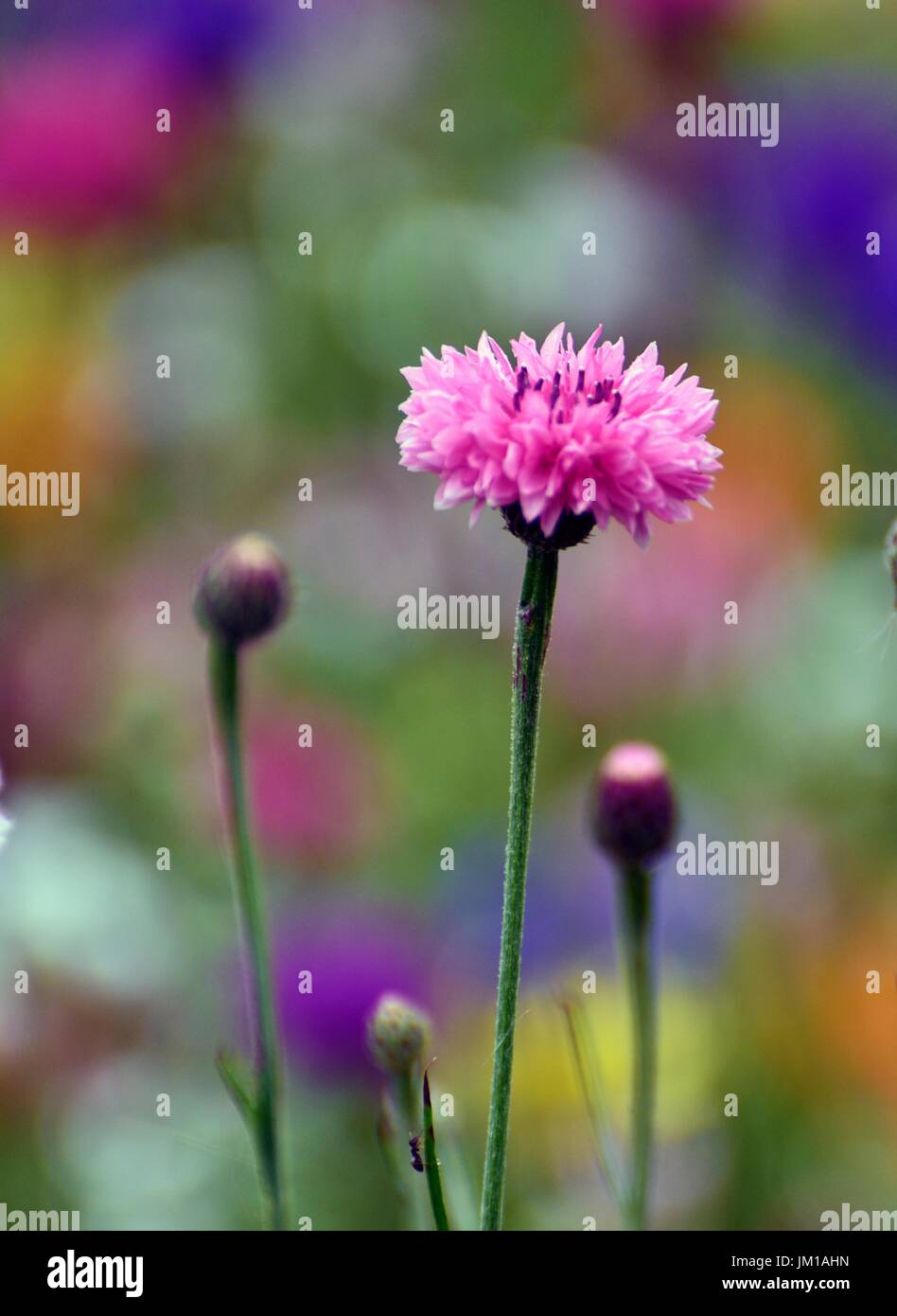 A close-up of a pink cornflower in a hay meadow Stock Photo