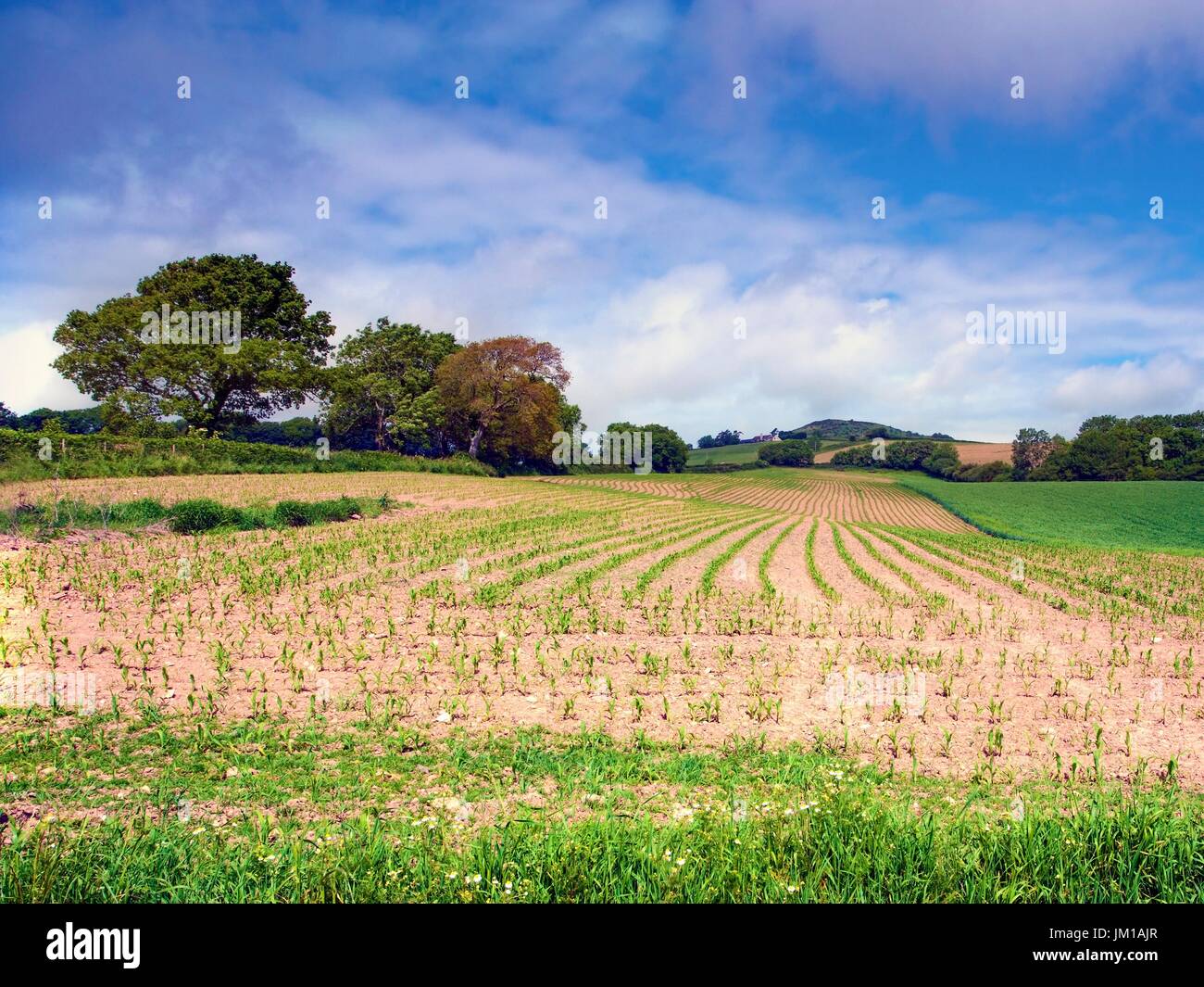 A summer view of a ploughed field in the Wirral, England Stock Photo