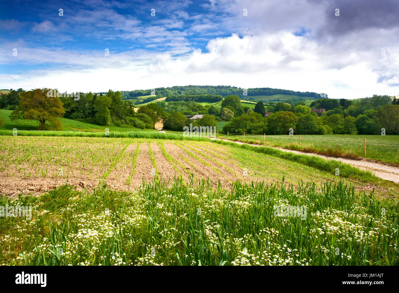 A summer view of a ploughed field in Dorset, England Stock Photo