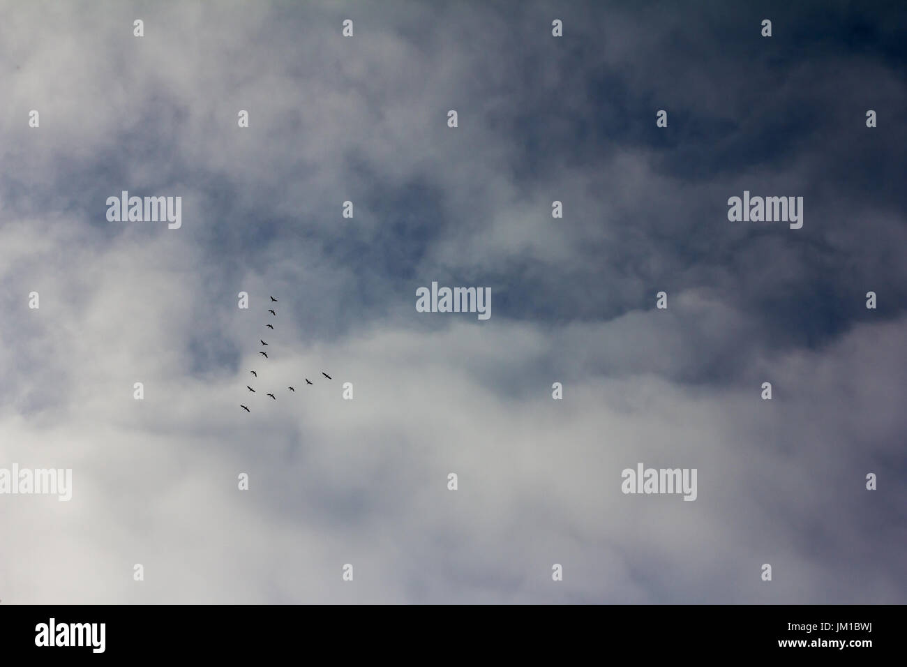 Silhouettes of a wedge of flying wild geese forming an arrow Stock Photo