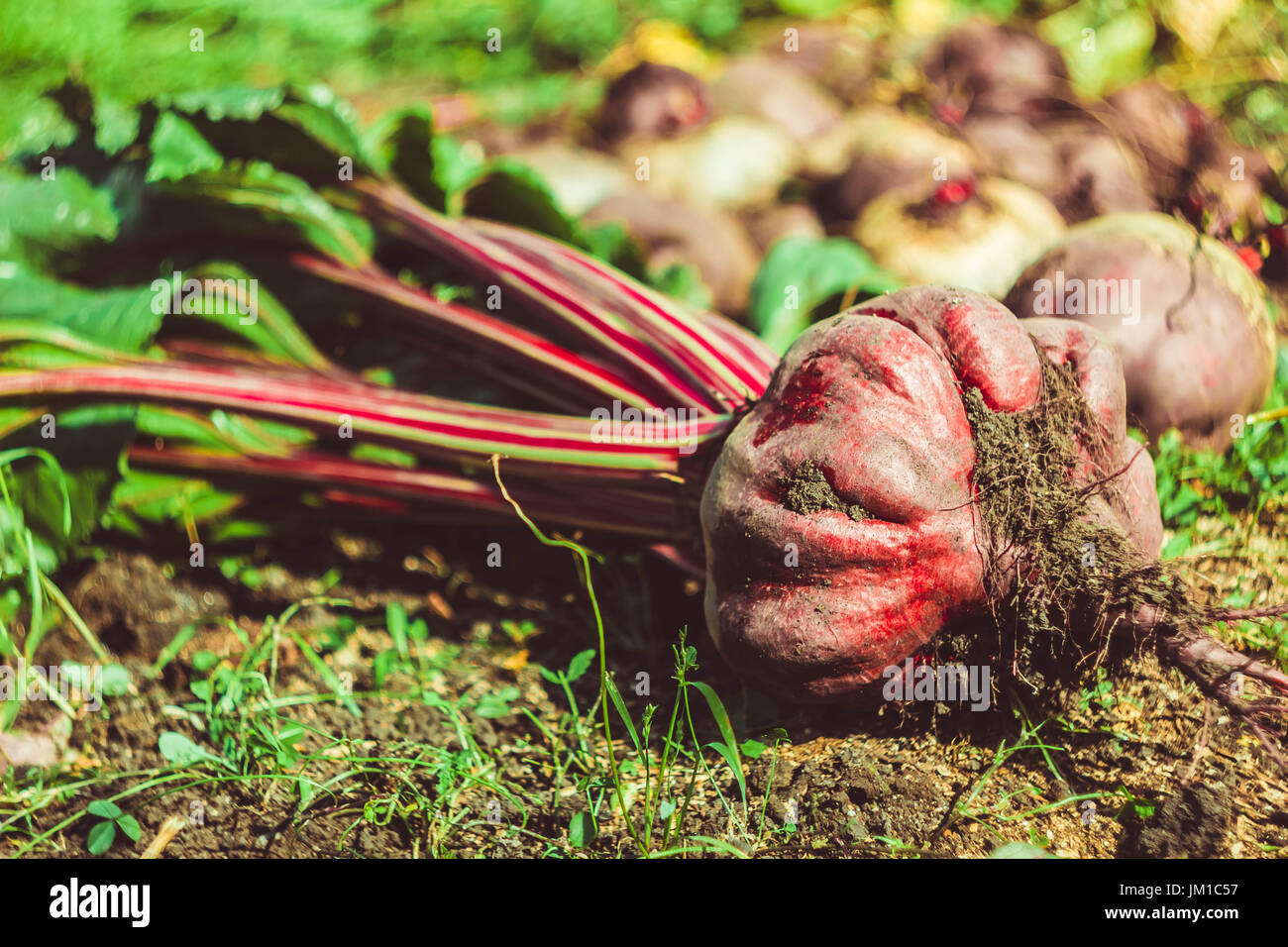 Fresh beet crop lies on the ground Stock Photo - Alamy
