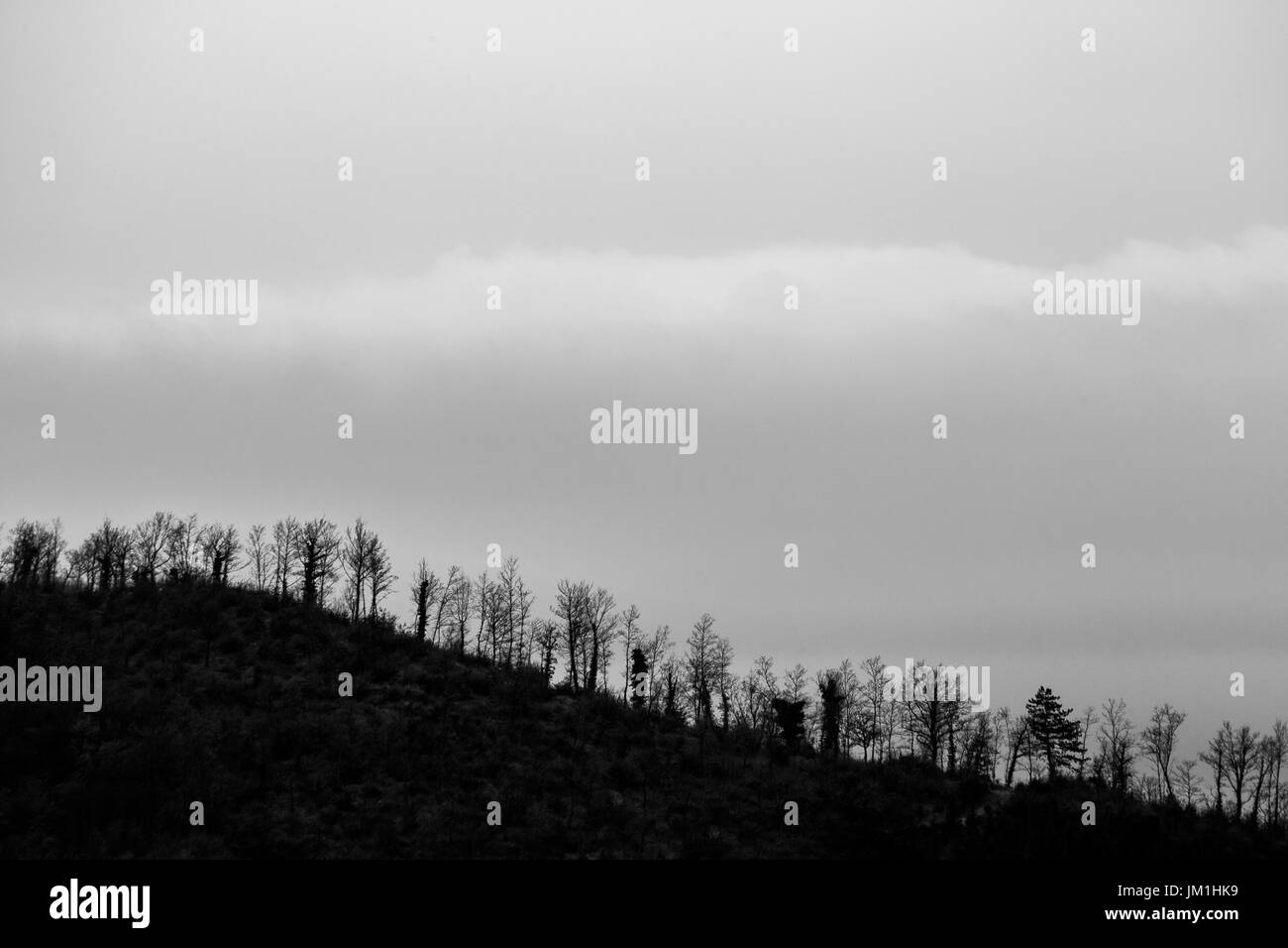 A line of trees following the curvy profile of a hill Stock Photo