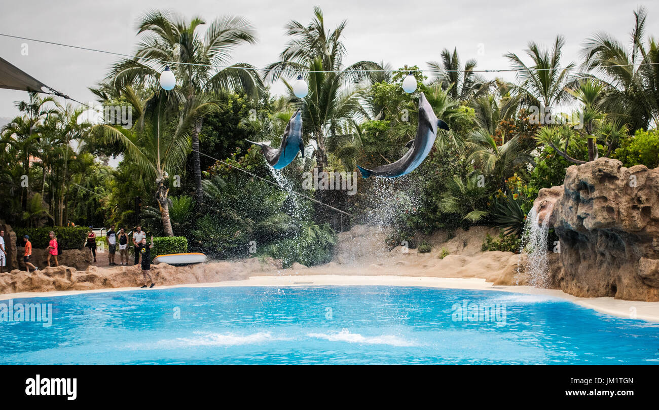 Flying dolphin Stock Photo