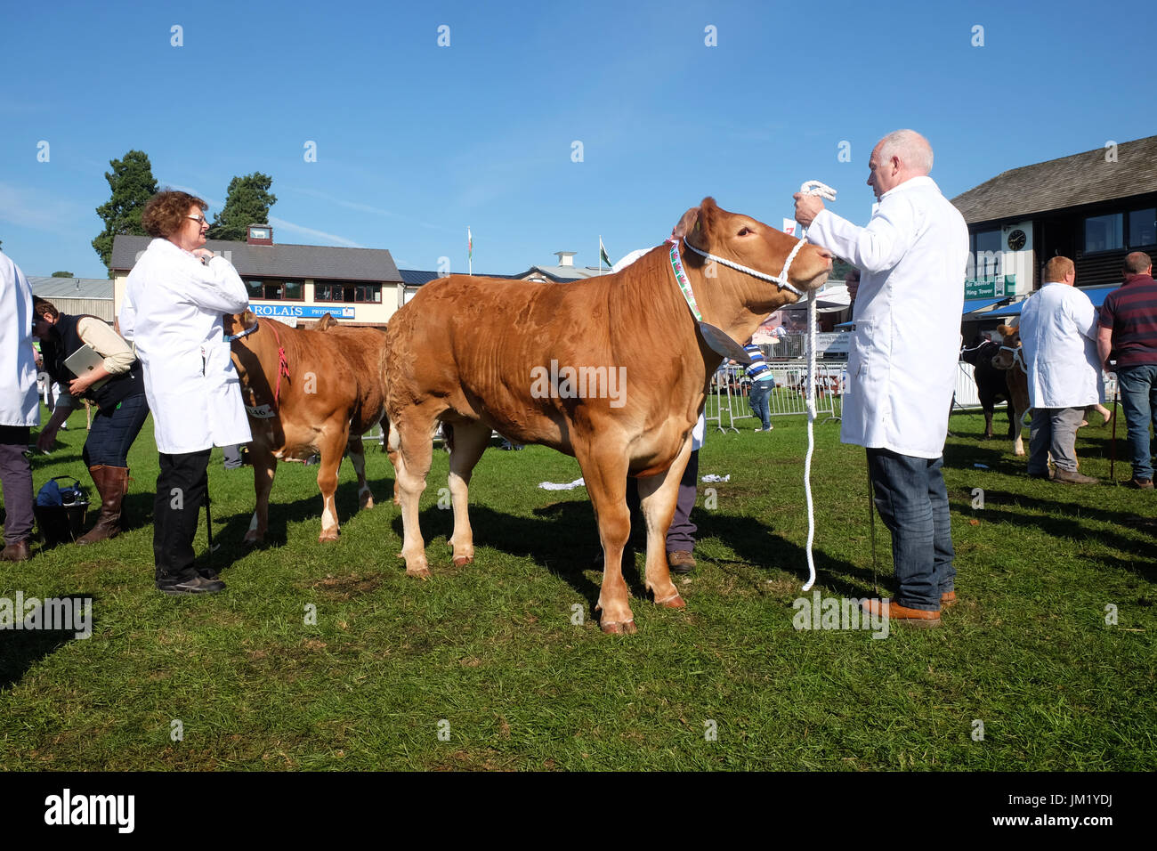 Judging beef cattle hires stock photography and images Alamy