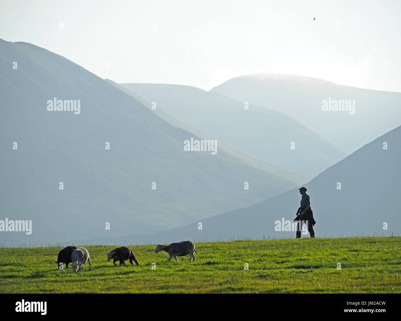 Lake District, UK. 25th July, 2017. A walker passes Herdwick sheep grazing in front of receding hills in evening light in the quintessentially English Lake District Credit: Steve Holroyd/Alamy Live News Stock Photo
