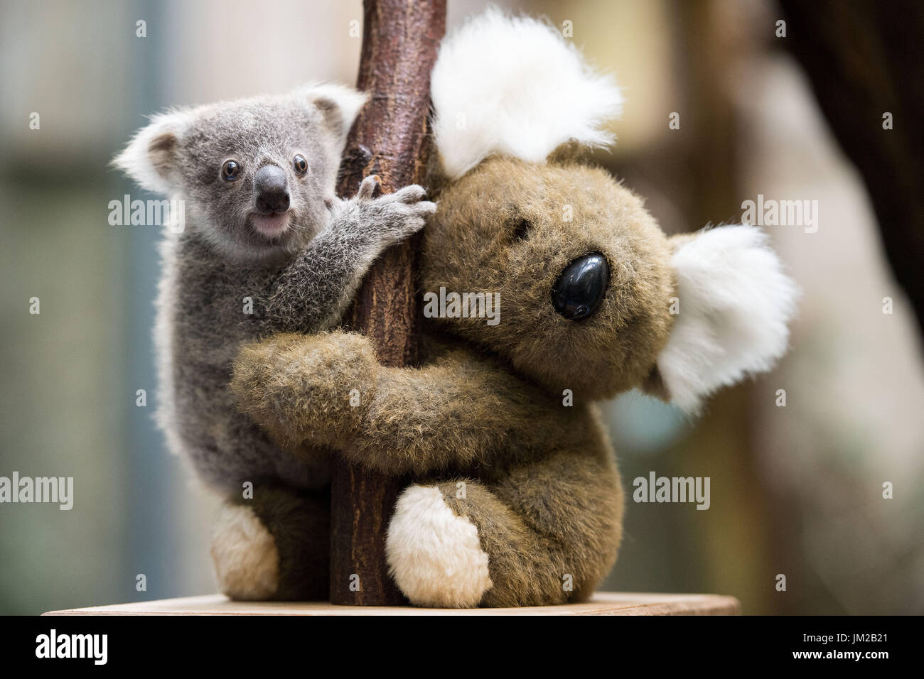 Koala and baby clinging hires stock photography and images Alamy