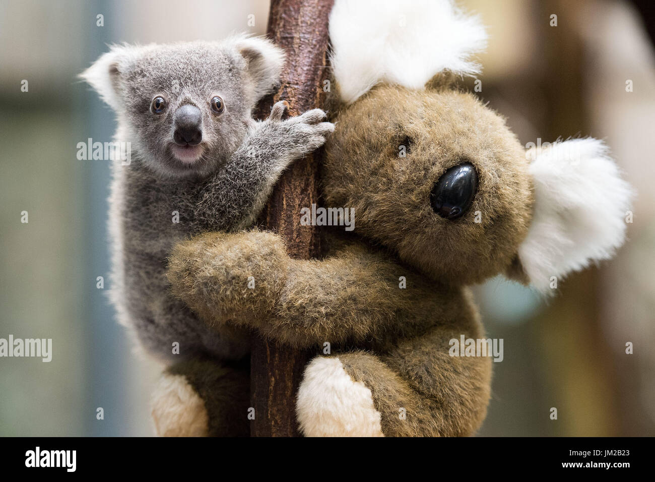 Koala and baby clinging hires stock photography and images Alamy